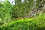 2014-07-05_Laengental-N-Hochweg (955). JPG